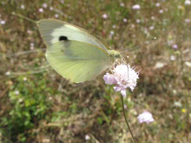 Lepidotteri del Parco dei Gessi Bolognesi